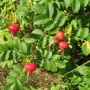 Фото плоду рослини - Шипшина зморшкувата (роза зморшкувата)